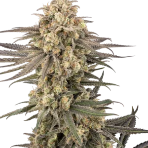 Frosted Grapes XXL Feminized Seeds – Sensi Seeds