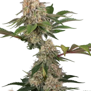 Sticky Berry Mints XXL Feminized Seeds – Sensi Seeds