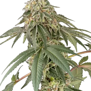 Papaya Roll Feminized Seeds – Sensi Seeds