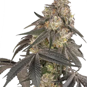 Blue Porcelain Feminized Seeds – Sensi Seeds