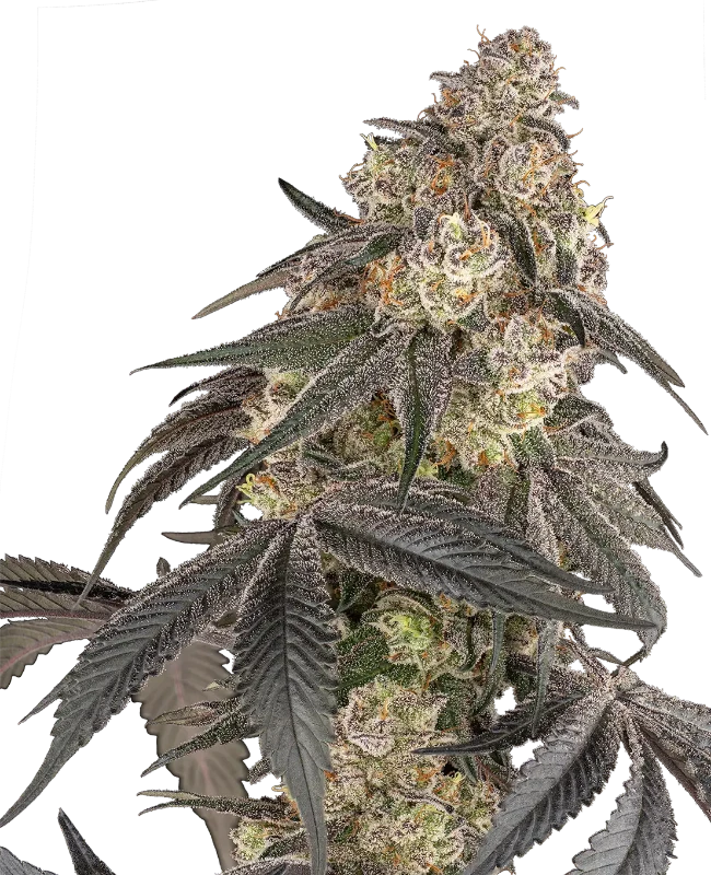 Blue Porcelain Feminized Seeds – Sensi Seeds