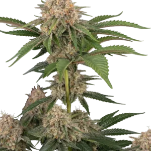 California Runtz Automatic Seeds – Sensi Seeds
