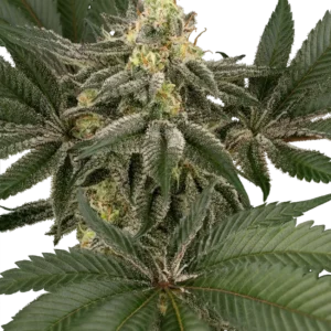 Hollywood Venom Feminized Seeds – Sensi Seeds