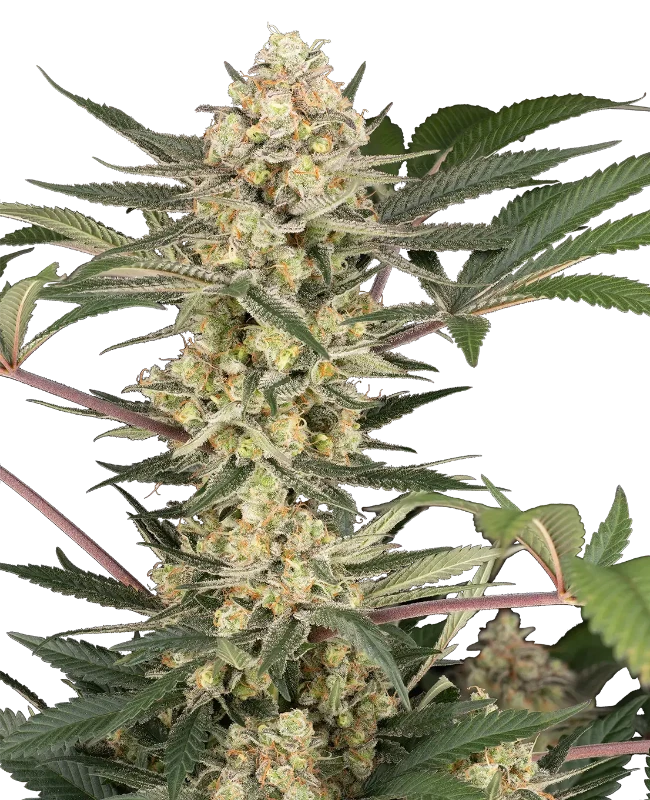 Chrome Fade Feminized Seeds – Sensi Seeds