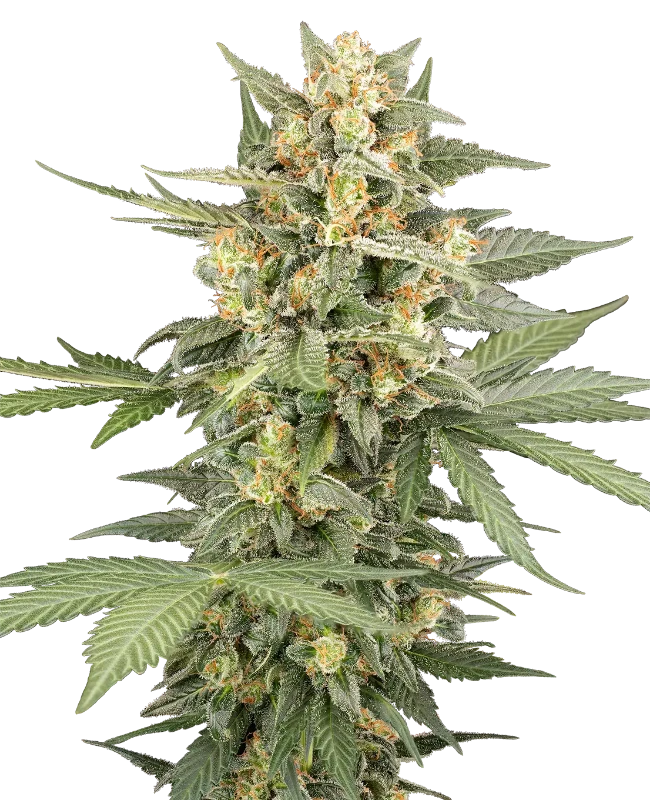 Head Knock Automatic Seeds – Sensi Seeds