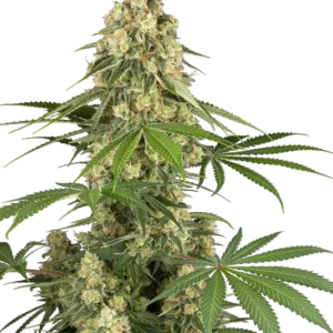 Sticky Orange XXL Feminized Seeds – Sensi Seeds