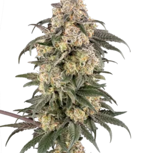 Chocolate Bananza Feminized Seeds – Sensi Seeds