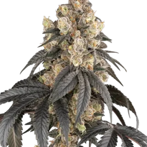 Purple Panties Feminized Seeds – Sensi Seeds