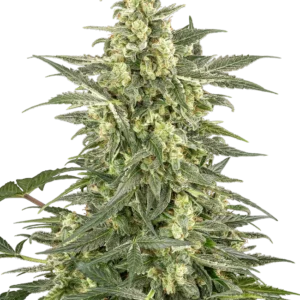 Mighty Dwarf Automatic Seeds – Sensi Seeds