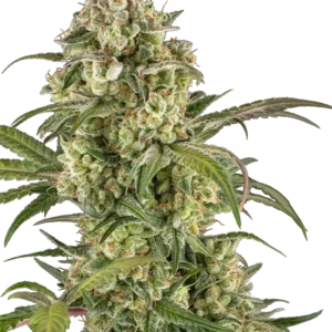 Lemon Cooler Feminized Seeds – Sensi Seeds