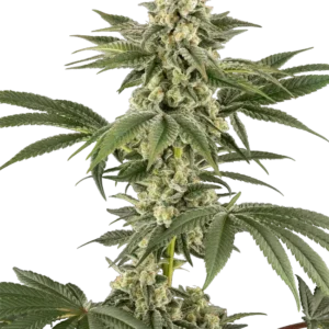 Lemon Pelli Gelato Feminized Seeds – Sensi Seeds