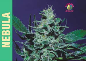 Nebula Feminised Seeds – Seedsman