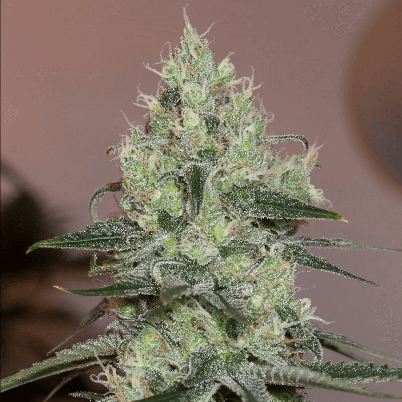 Original Amnesia Feminised Seeds – Seedsman
