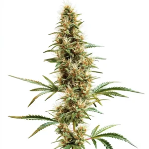 2046 Fast Version – Blimburn Seeds