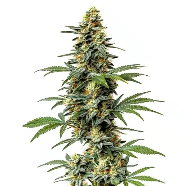 60 Day Wonder – Blimburn Seeds