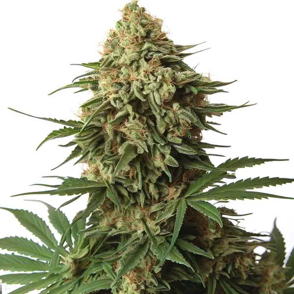 9 Pound Hammer – Blimburn Seeds
