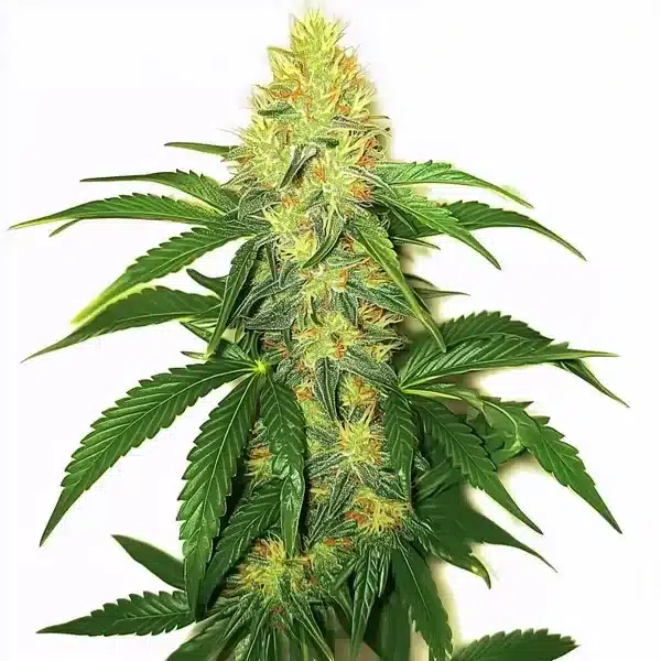 AK 47 – Blimburn Seeds