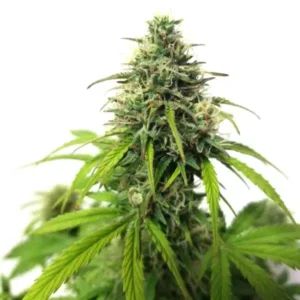 AK Auto – Blimburn Seeds