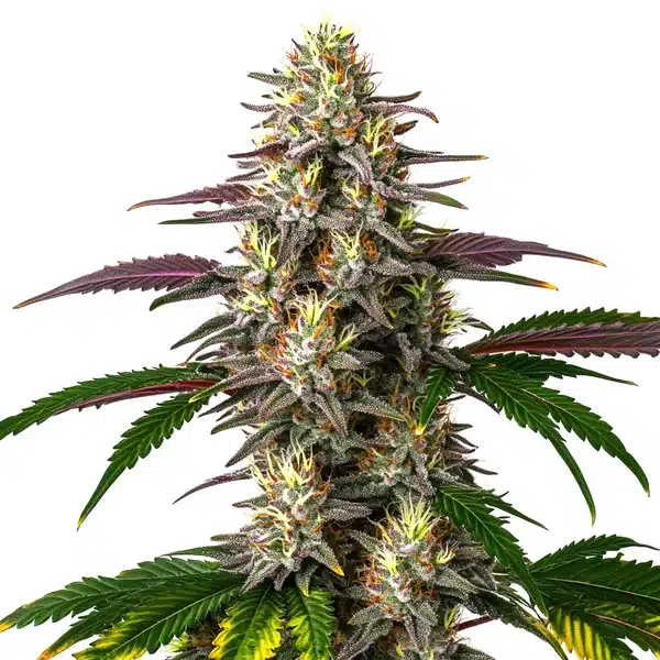 Gelato X Purple Punch Auto – Blimburn Seeds