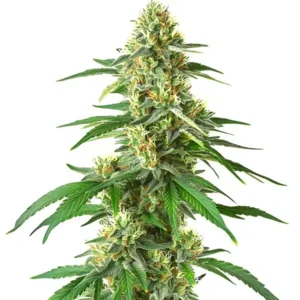 Master Kush Auto – Blimburn Seeds
