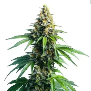 Afghan Kush – Blimburn Seeds