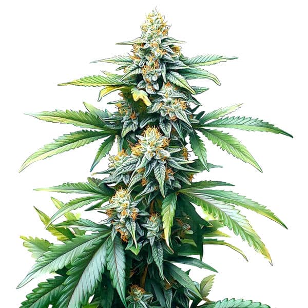 Afghan Kush Regular – Blimburn Seeds