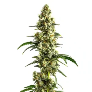 Agent Orange Regular – Blimburn Seeds
