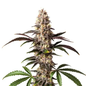 Alaskan Thunderfuck – Blimburn Seeds