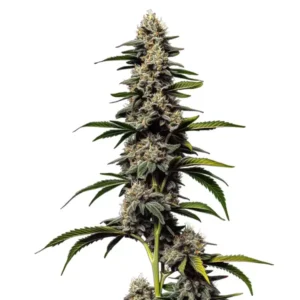 Alien Cookies x Kush Mints – Blimburn Seeds