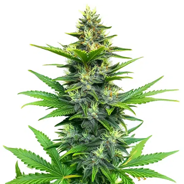Alien GG Regular – Blimburn Seeds