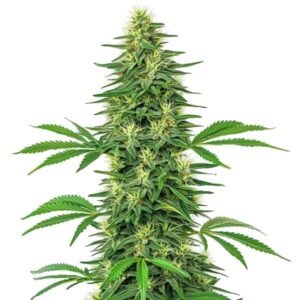 Alien OG – Blimburn Seeds