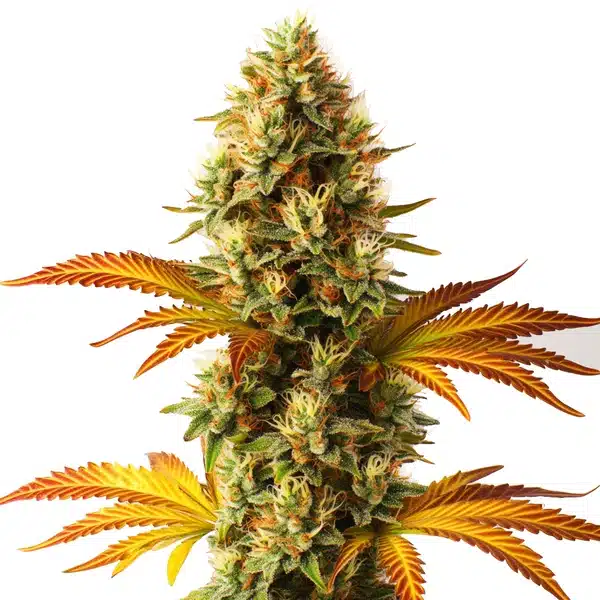 Alien Technology Fast Version – Blimburn Seeds