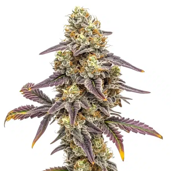 Alien Technology x Do-Si-Dos – Blimburn Seeds