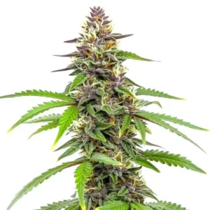 Amnesia Blue Headband – Blimburn Seeds
