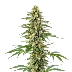 Amnesia Kush – Blimburn Seeds