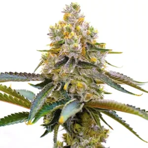 Amnesia Purple – Blimburn Seeds