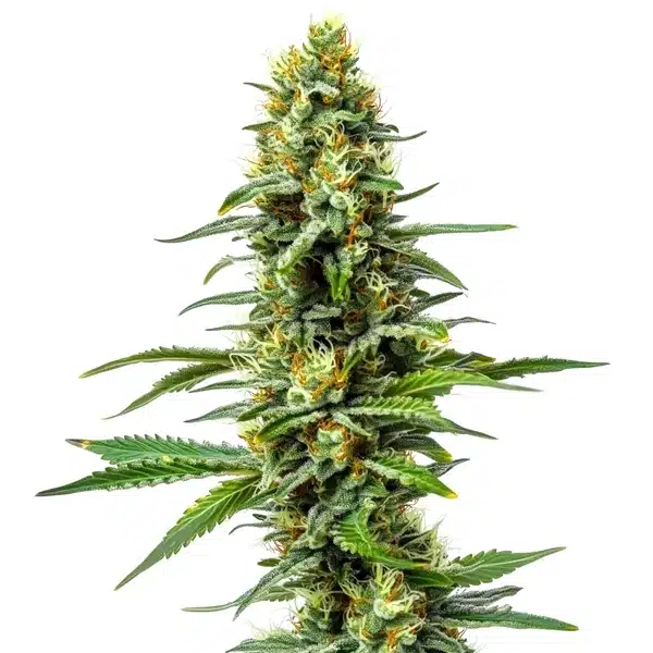Amnesia AK 47 – Blimburn Seeds