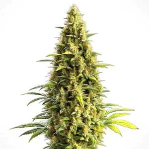 CBD Lemon Haze Auto – Blimburn Seeds