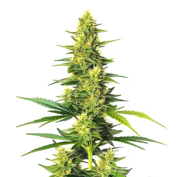 White Fire Alien Kush – Blimburn Seeds