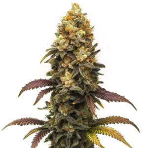 BC Diesel – Blimburn Seeds