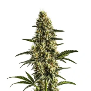 Badazz Rolex – Blimburn Seeds