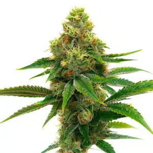 Banana Cream – Blimburn Seeds