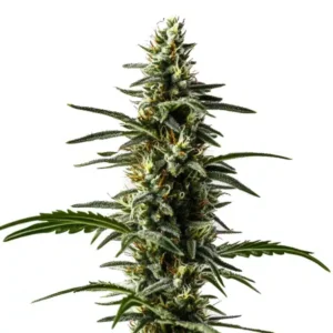 Big Devil Auto – Blimburn Seeds