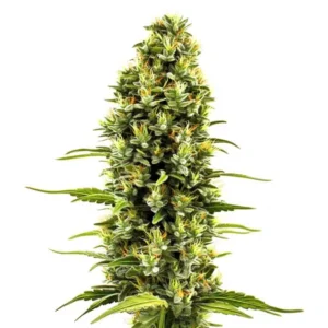 Birthday Cake – Blimburn Seeds