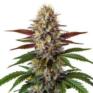 Biscotti Mintz – Blimburn Seeds