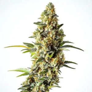 Black Domina x Scott’s OG – Blimburn Seeds
