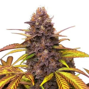 Blackberry Pie – Blimburn Seeds