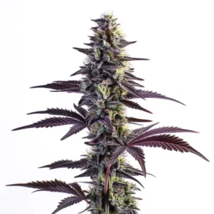 Blue Grape Fuel – Blimburn Seeds