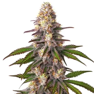 Blue OG – Blimburn Seeds