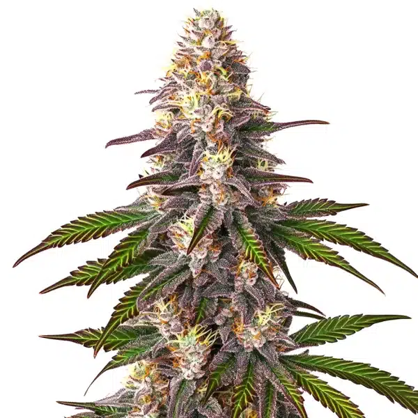 Blue OG – Blimburn Seeds
